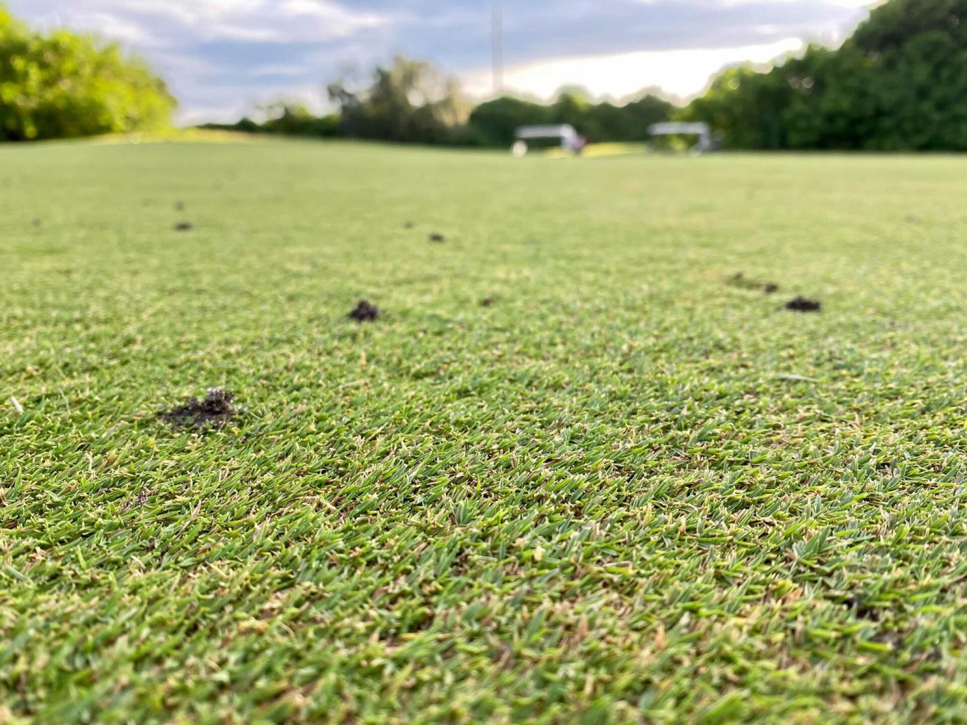 This is what ALL of the greens look like. (Photo submitted by srfleury5871 on 08/14/2021)