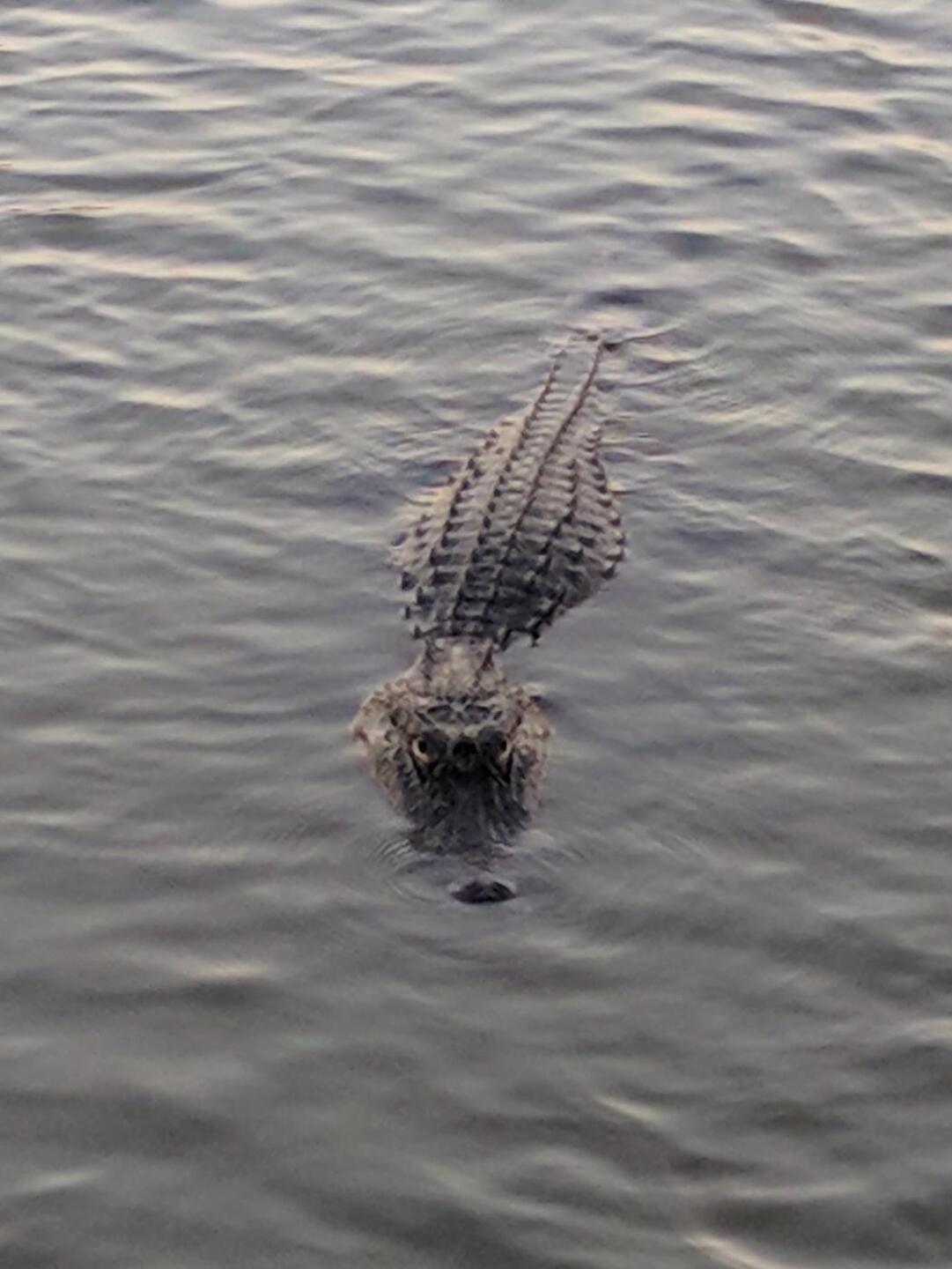 Gator at 15 .  Just playing through! (Photo submitted by RhodyGrinder on 03/02/2018)