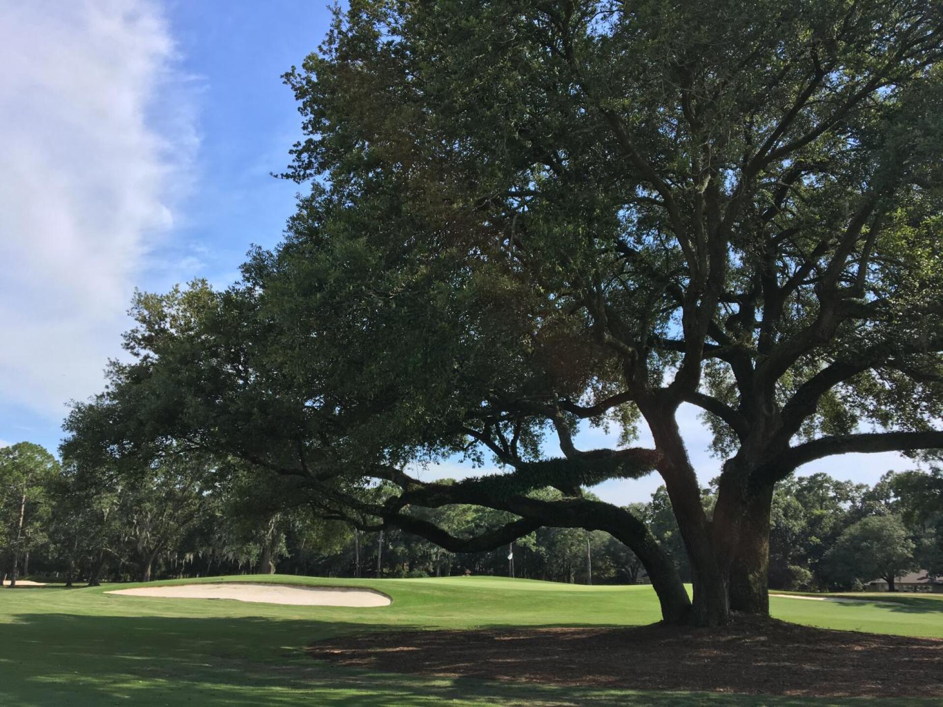Par-4 10th green - Dogwood (Photo submitted by BrandonWebb on 07/03/2019)
