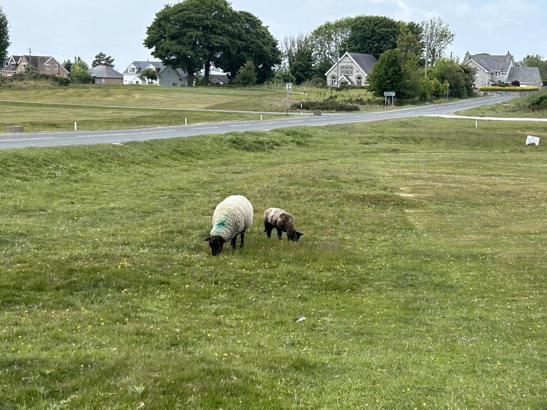 (Photo submitted by 5KHbL3PN8TgRwhQ0cE4t on 05/24/2025)