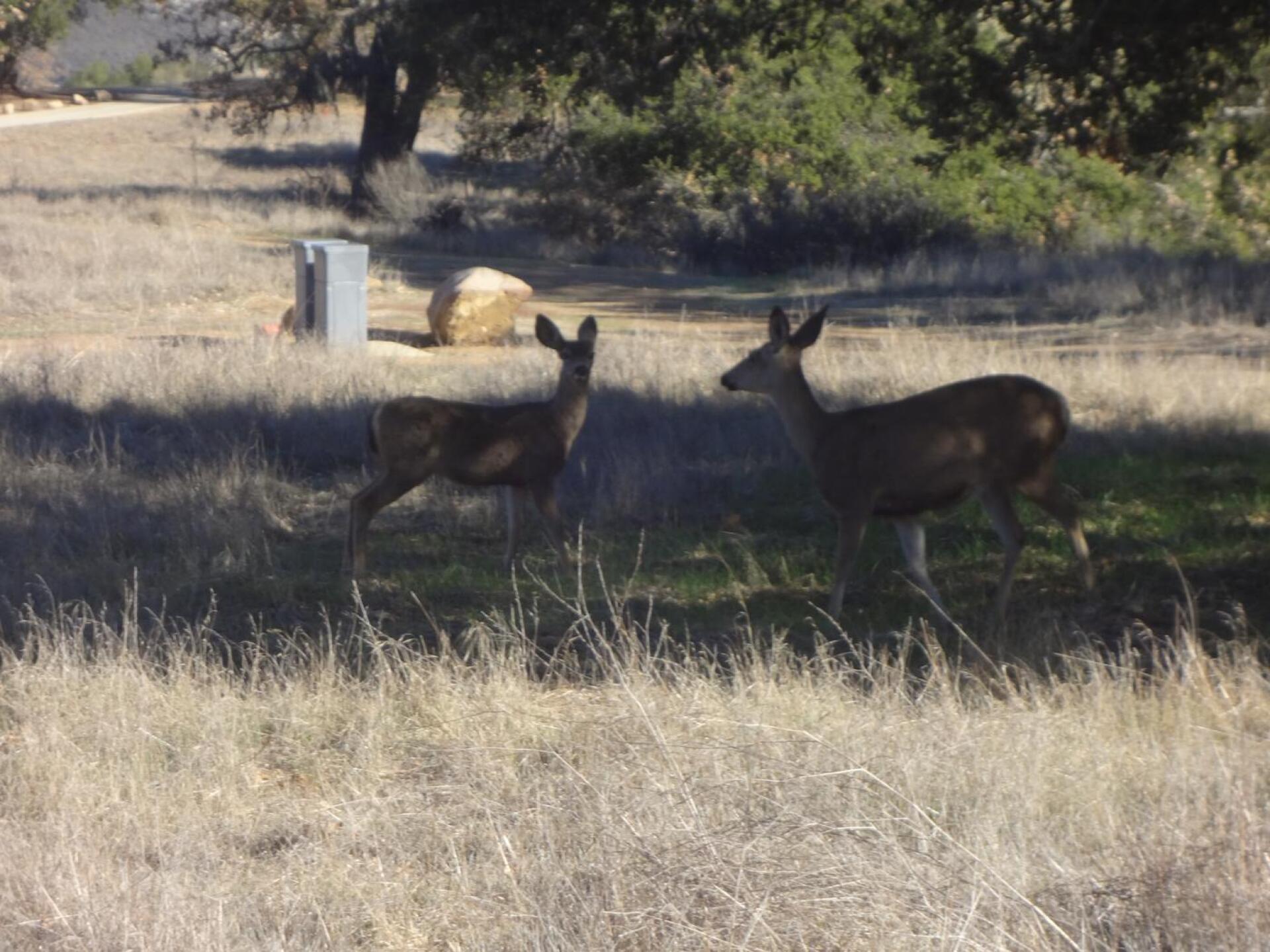 Doe a deer. (Photo submitted by Tom6522810 on 06/03/2015)