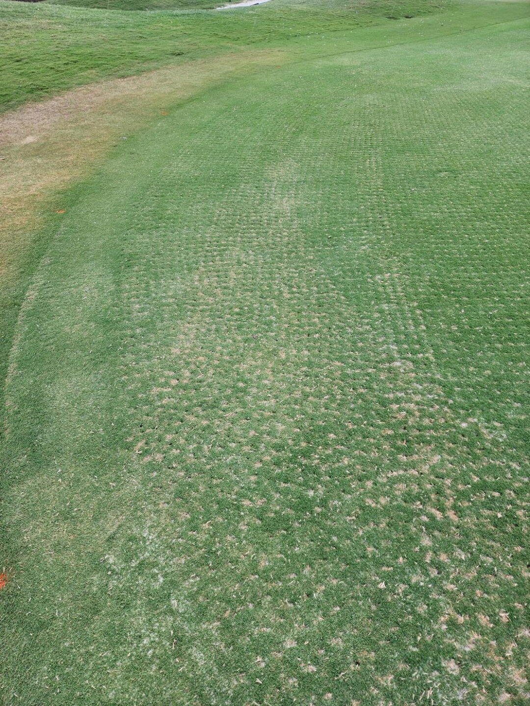 HOLES ON GREEN (Photo submitted by hughesjam on 06/11/2024)