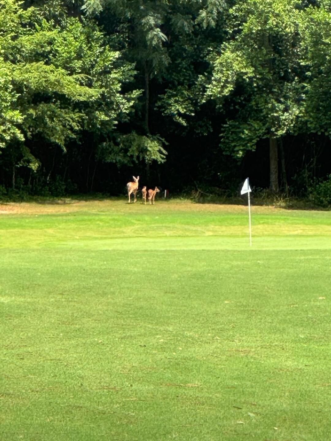 Deer on the course (Photo submitted by GeorgeDuffer on 07/08/2024)
