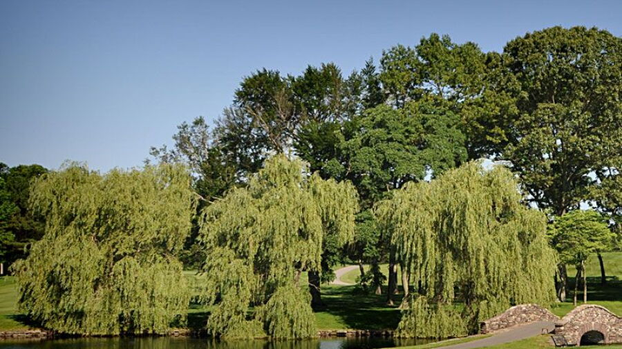 Old Westbury GCC