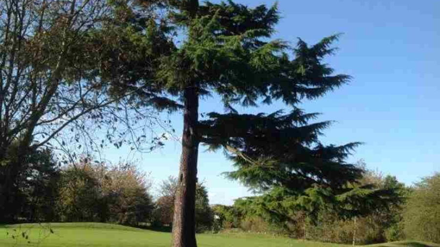 Aldenham GC: 3rd green