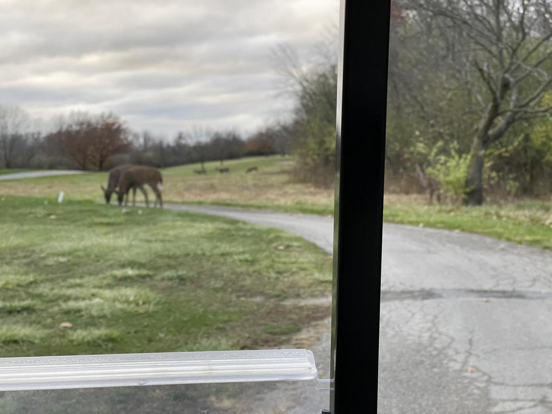 Deer on course (Photo submitted by u933104403 on 11/07/2022)