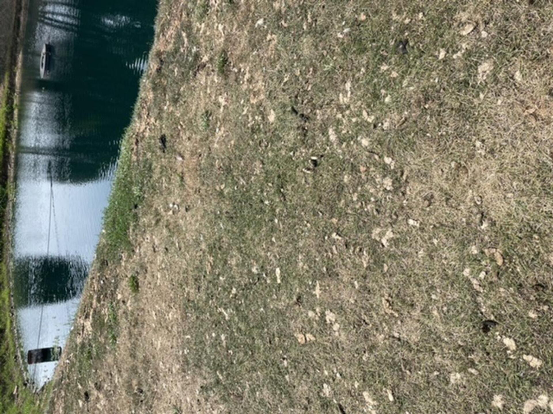 Unbelievable weeds (Photo submitted by bykcop on 07/29/2024)