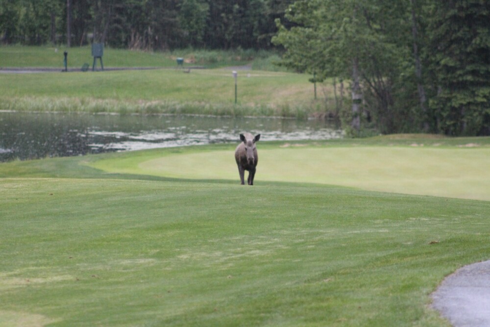 Anchorage Golf Course - Moose 