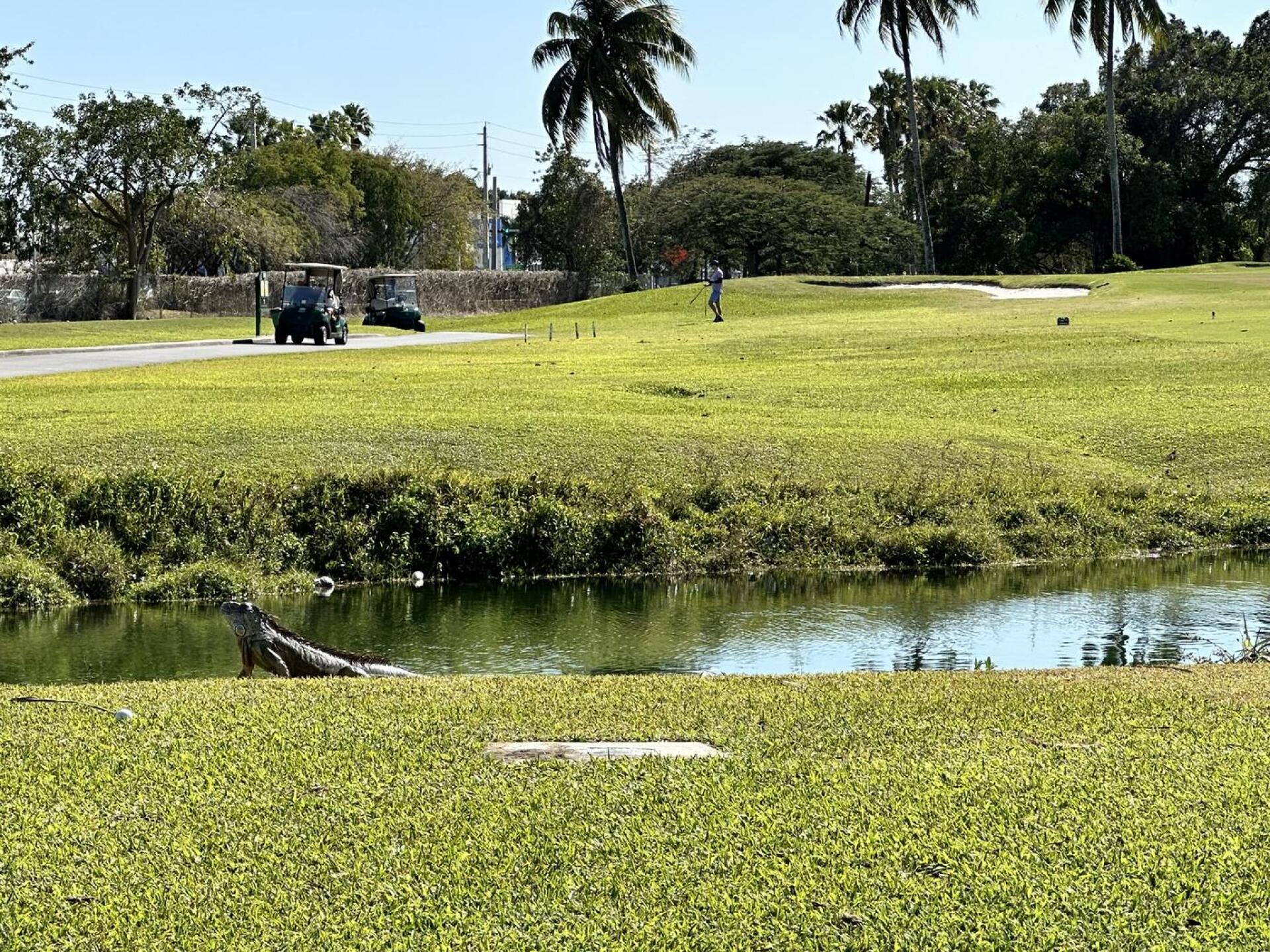 Monitor guarding my golf ball briefly (Photo submitted by u1692462 on 03/01/2024)