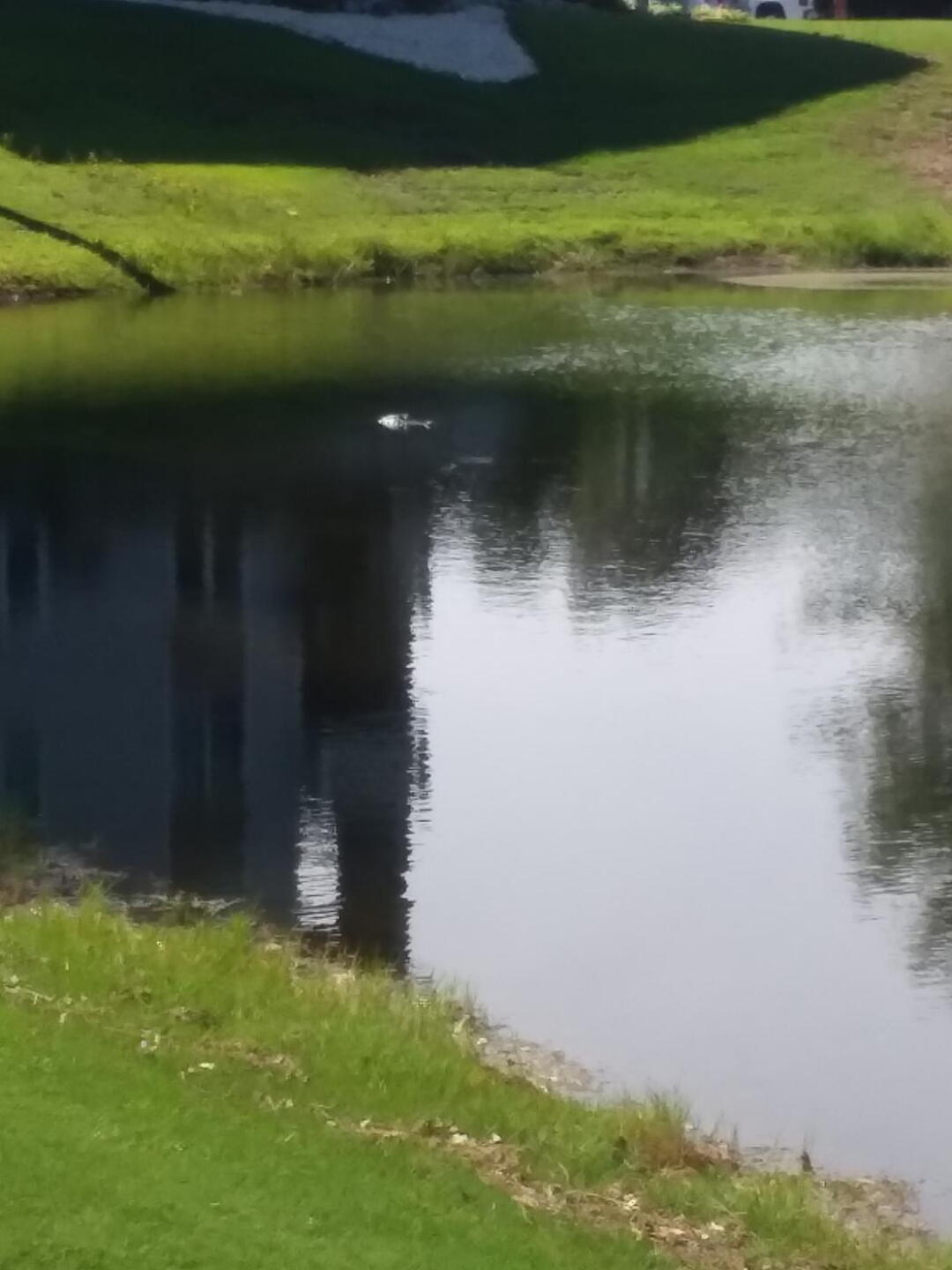 Don't Ball Hawk (Photo submitted by Duane7133 on 06/14/2019)