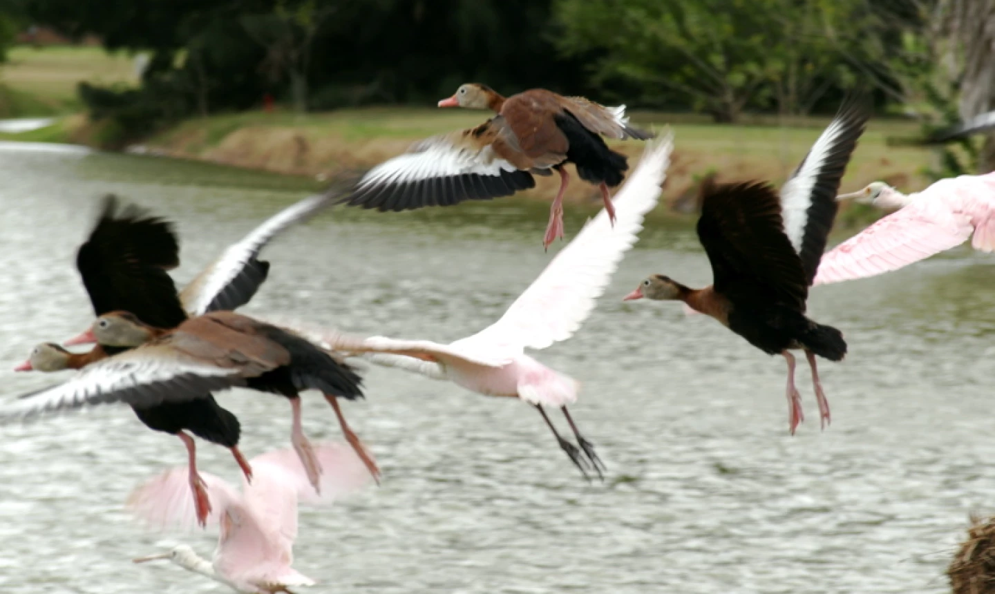 Rancho Viejo Resort & Country Club - Wildlife