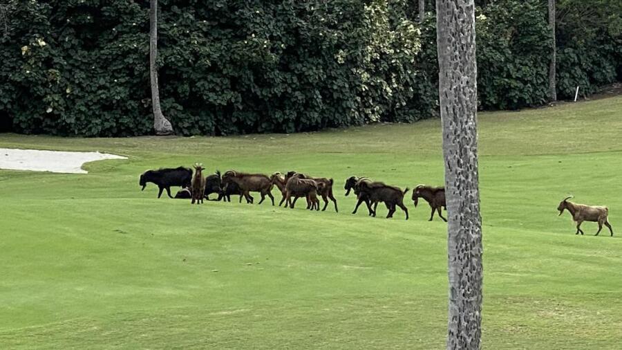 Kona Country Club - wild goats