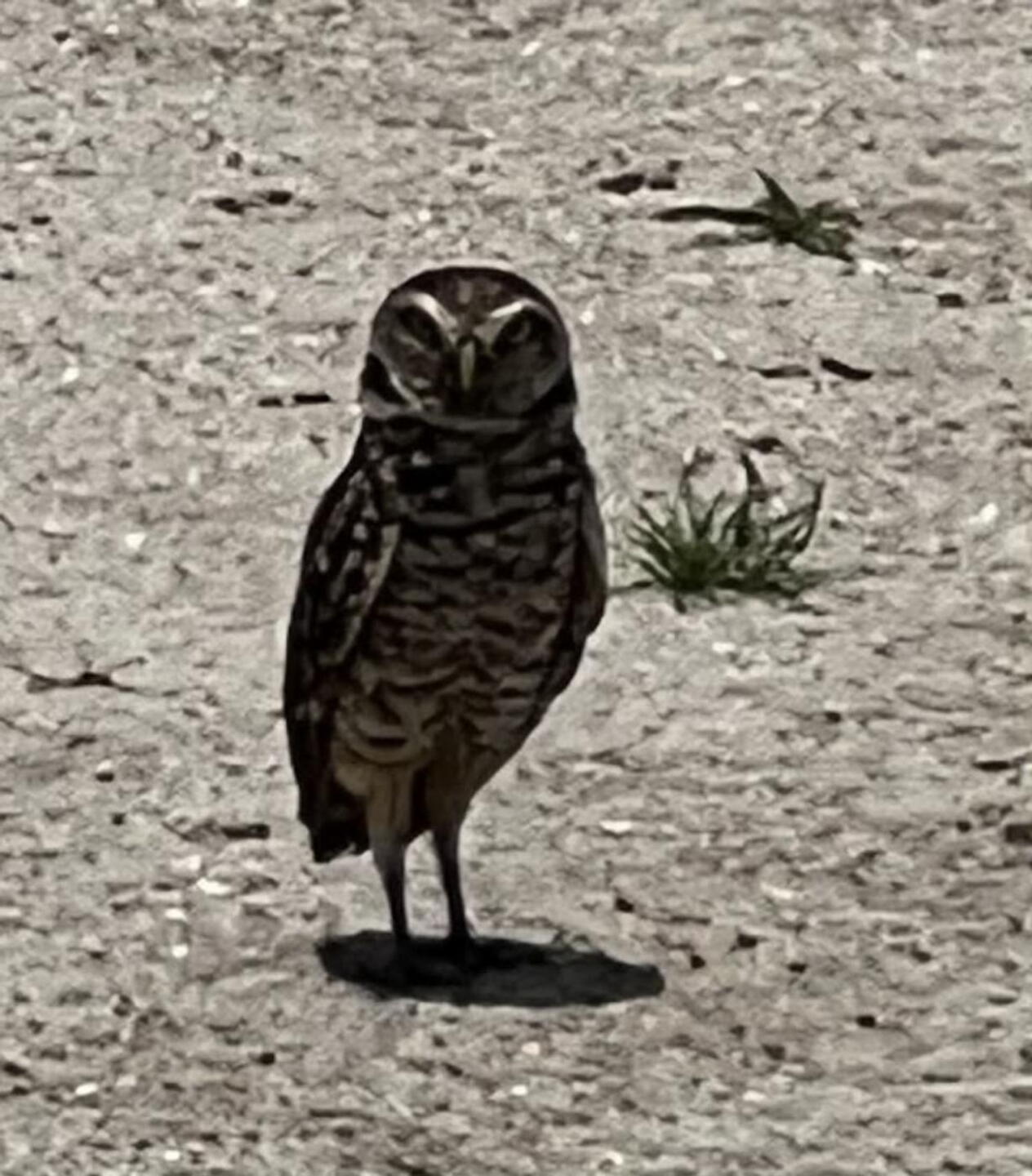 Florida Burrowing Owls (Photo submitted by ThatGuy78 on 05/18/2026)