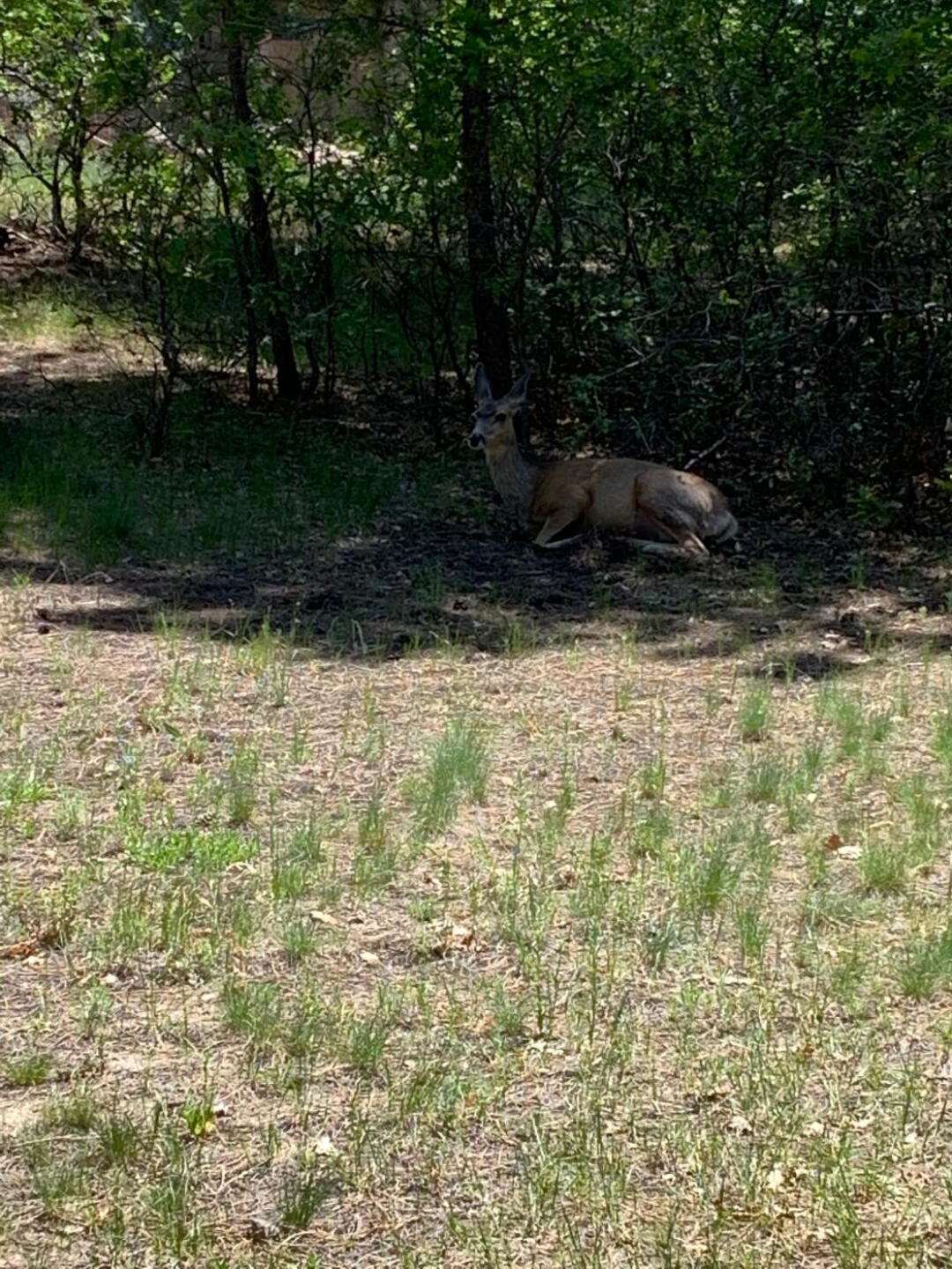 (Photo submitted by u340515415 on 06/14/2019)