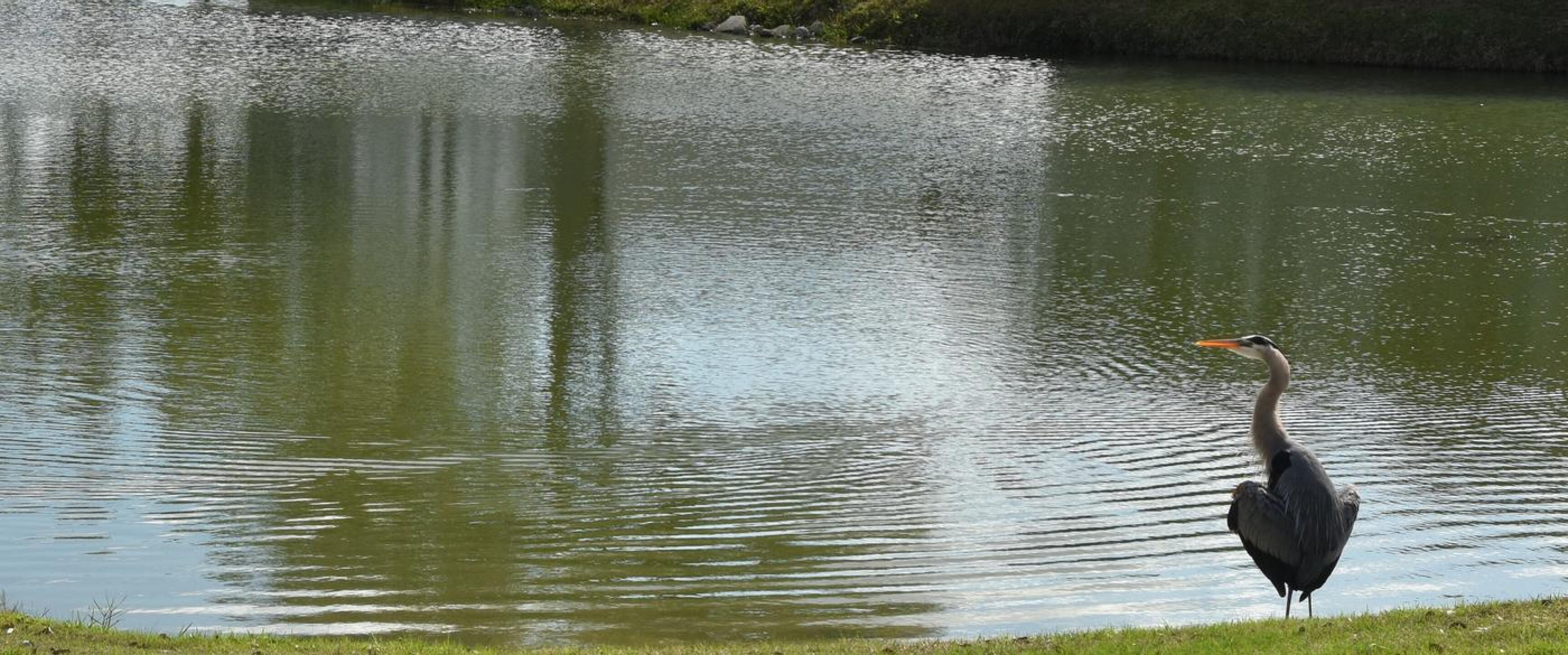 By a pond near the sixth green was a Great Blue Heron, who barely disturbed the scene. (Photo submitted by AptlyLinked on 03/04/2026)
