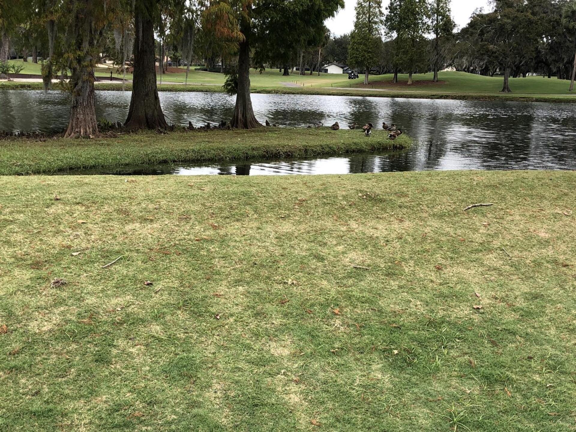 (Photo submitted by YvesJohnson on 12/11/2020)