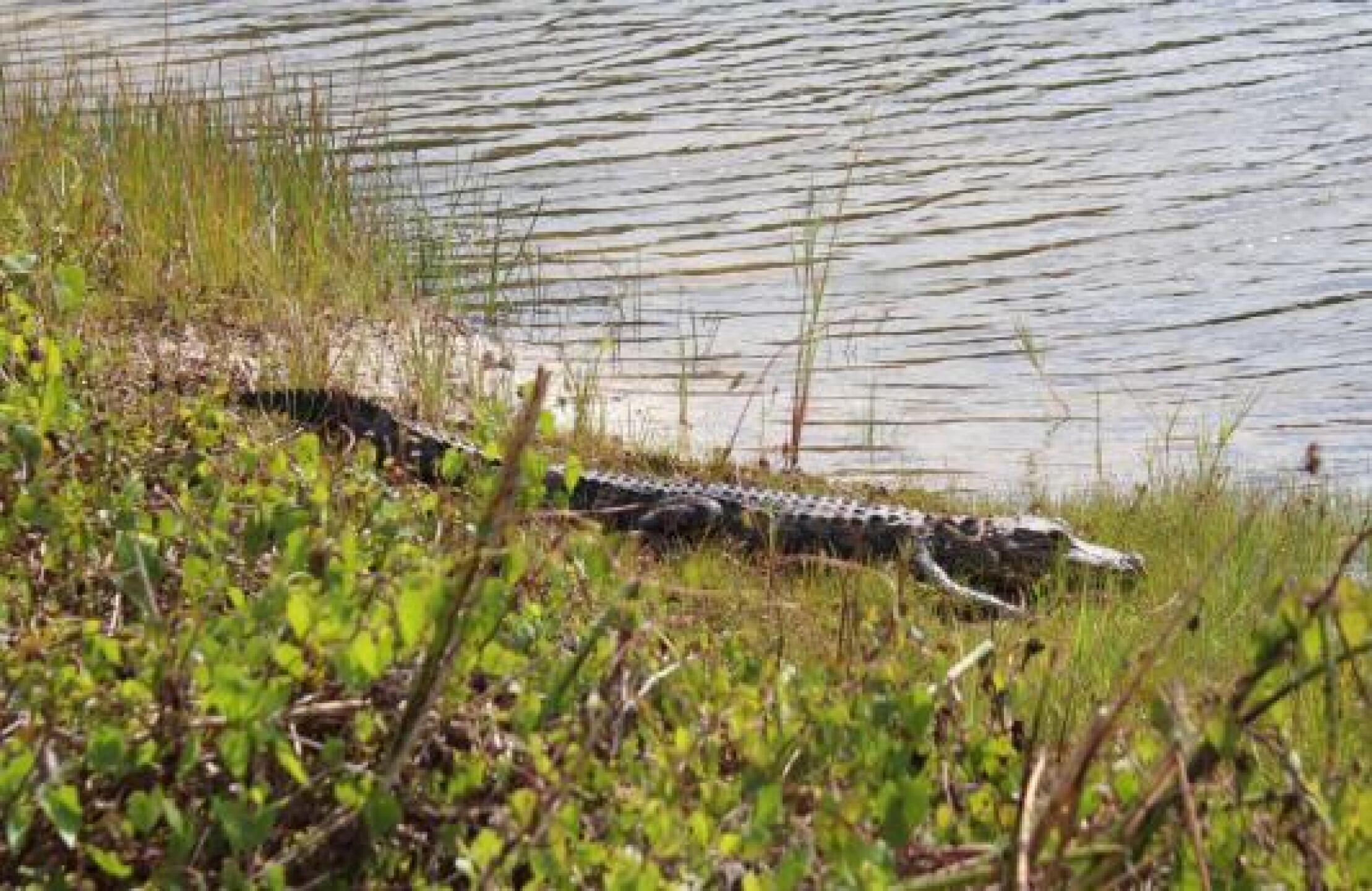 Just a small spectator (Photo submitted by null on 05/09/2014)
