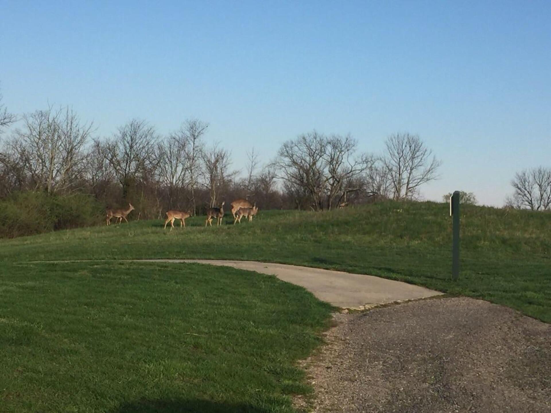 Herd of 8 deer by # 14 tee box (Photo submitted by James9319667 on 04/08/2016)