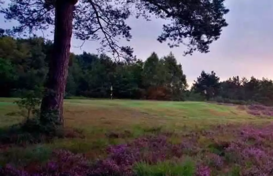 Heather at Crowborough Beacon