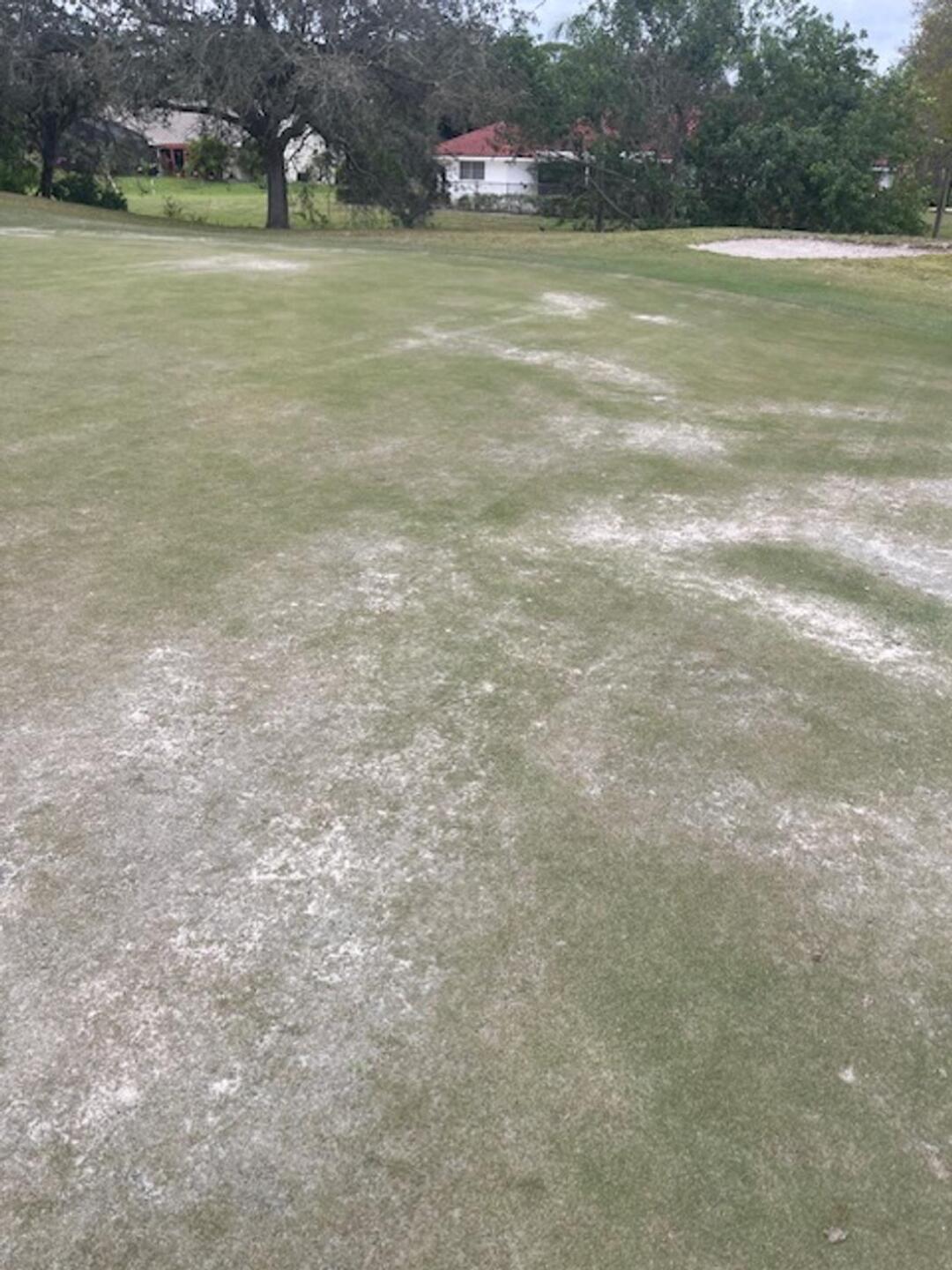 Tees and Greens (Photo submitted by u314163822224 on 02/05/2024)