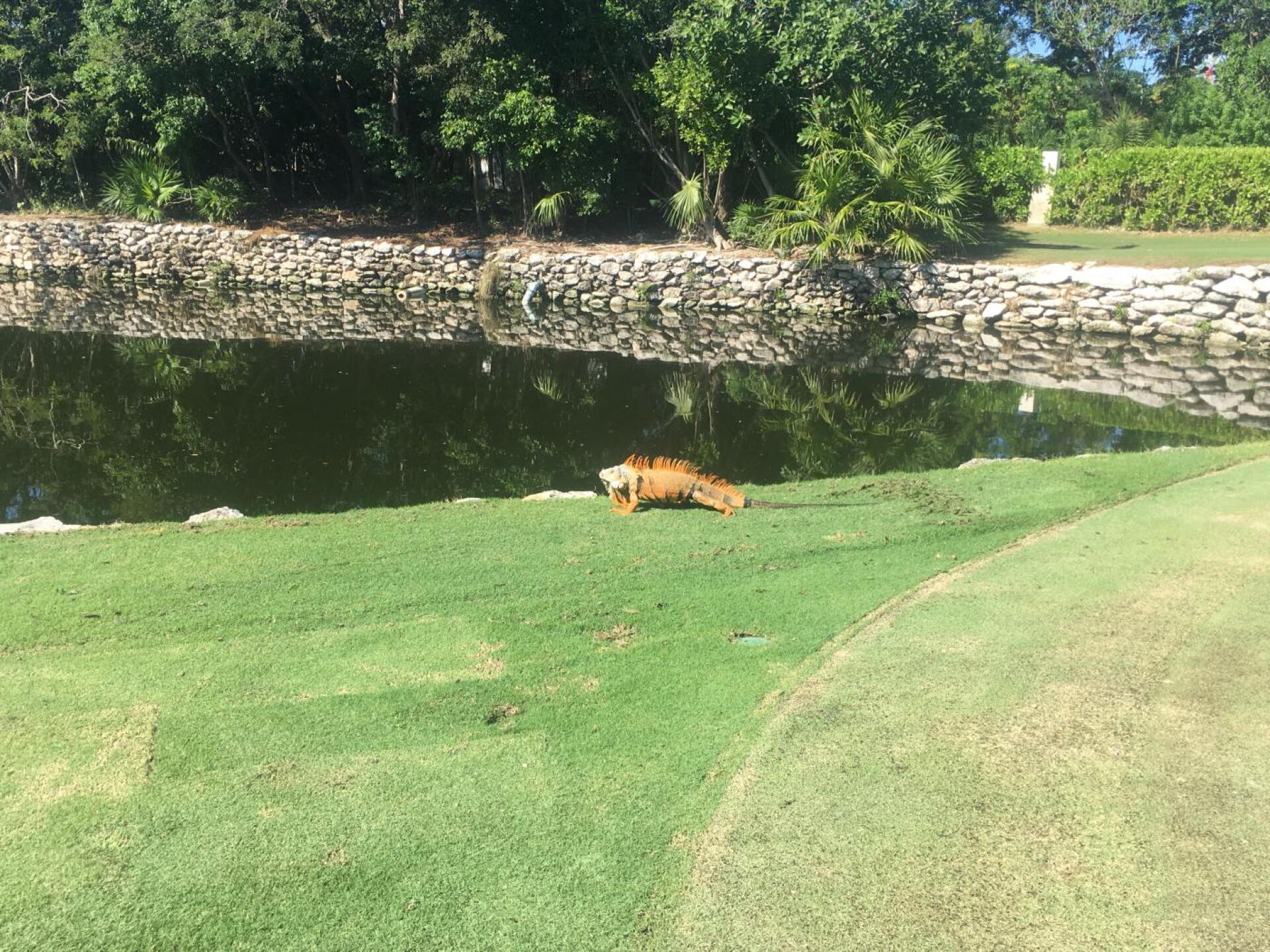 Biggest lizard I’ve ever seen! (Photo submitted by Darbyd0g on 12/25/2019)