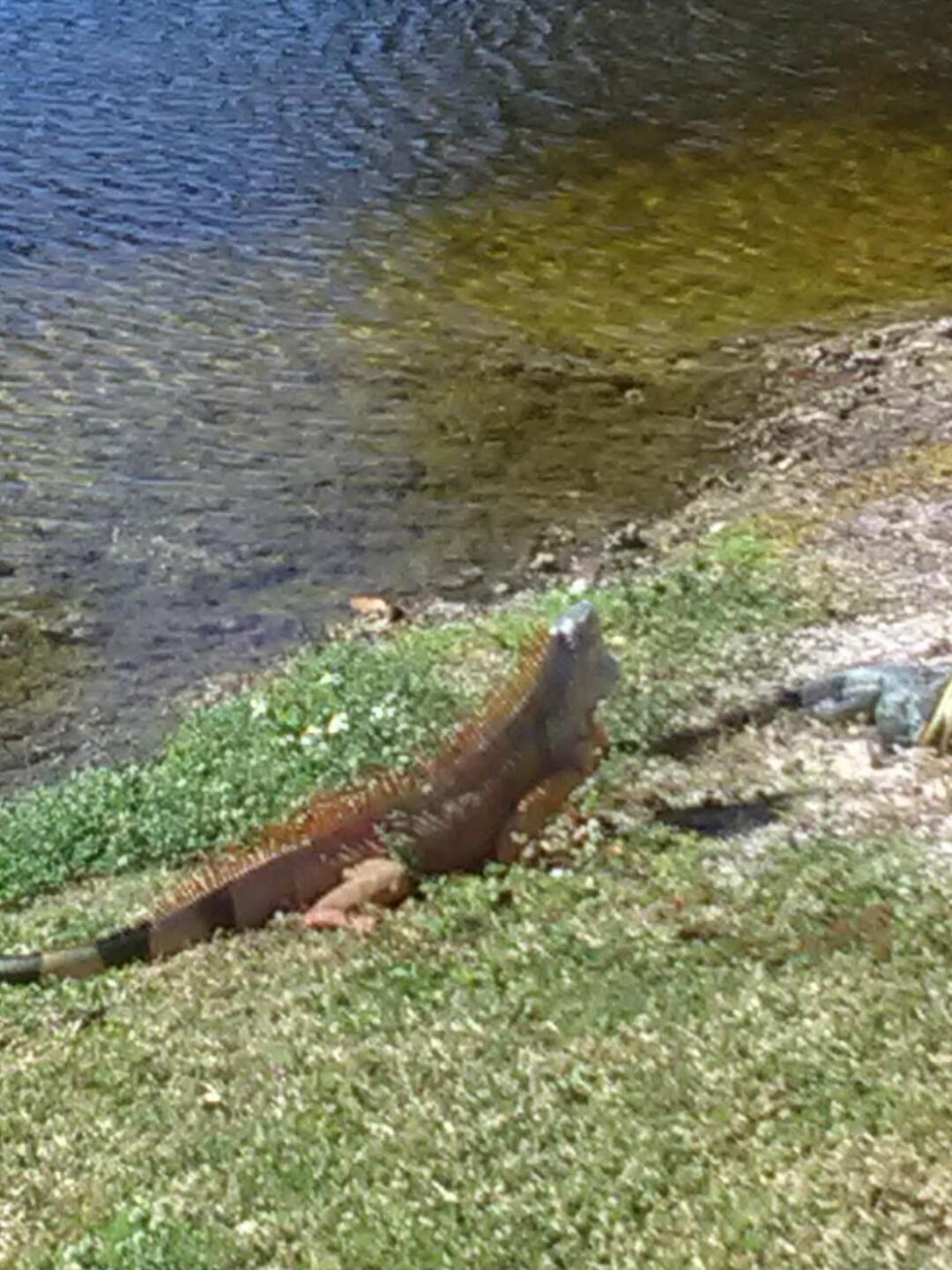 Iguana (Photo submitted by alreardon on 02/05/2018)
