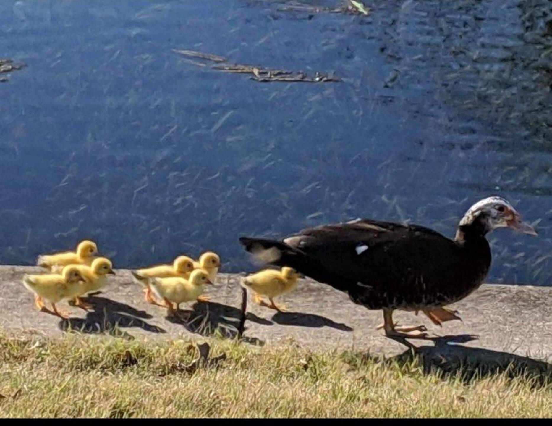 (Photo submitted by GordonATX on 12/11/2018)