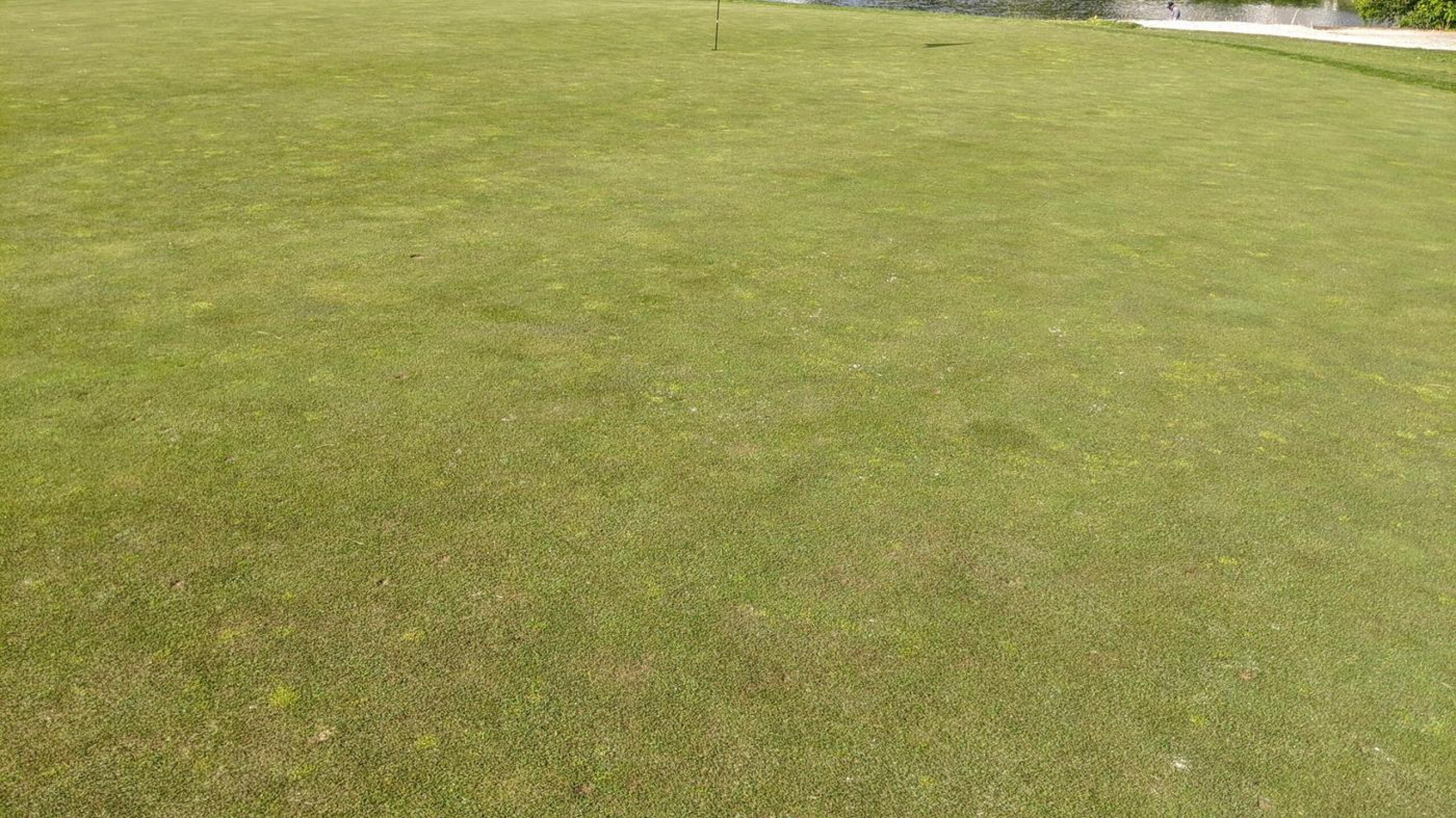 The greens are in good shape overall. (Photo submitted by Back9Ben on 05/17/2020)