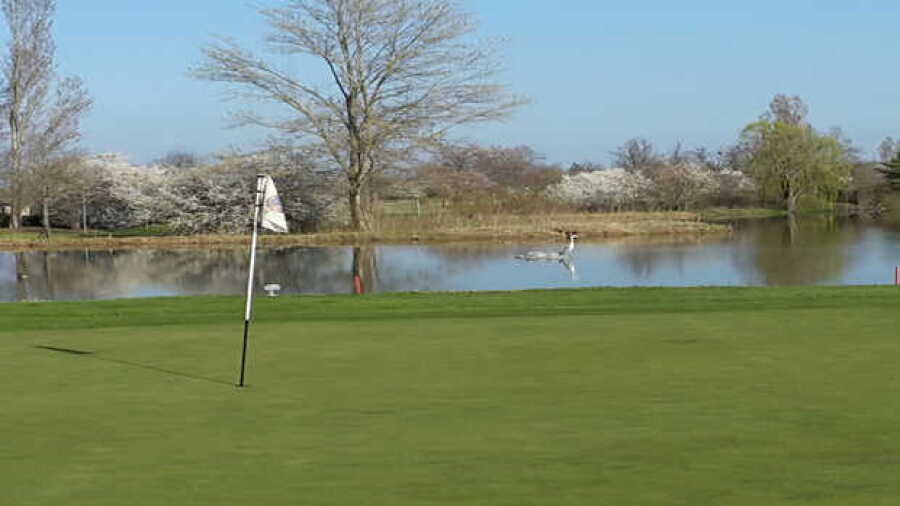 Modena GCC