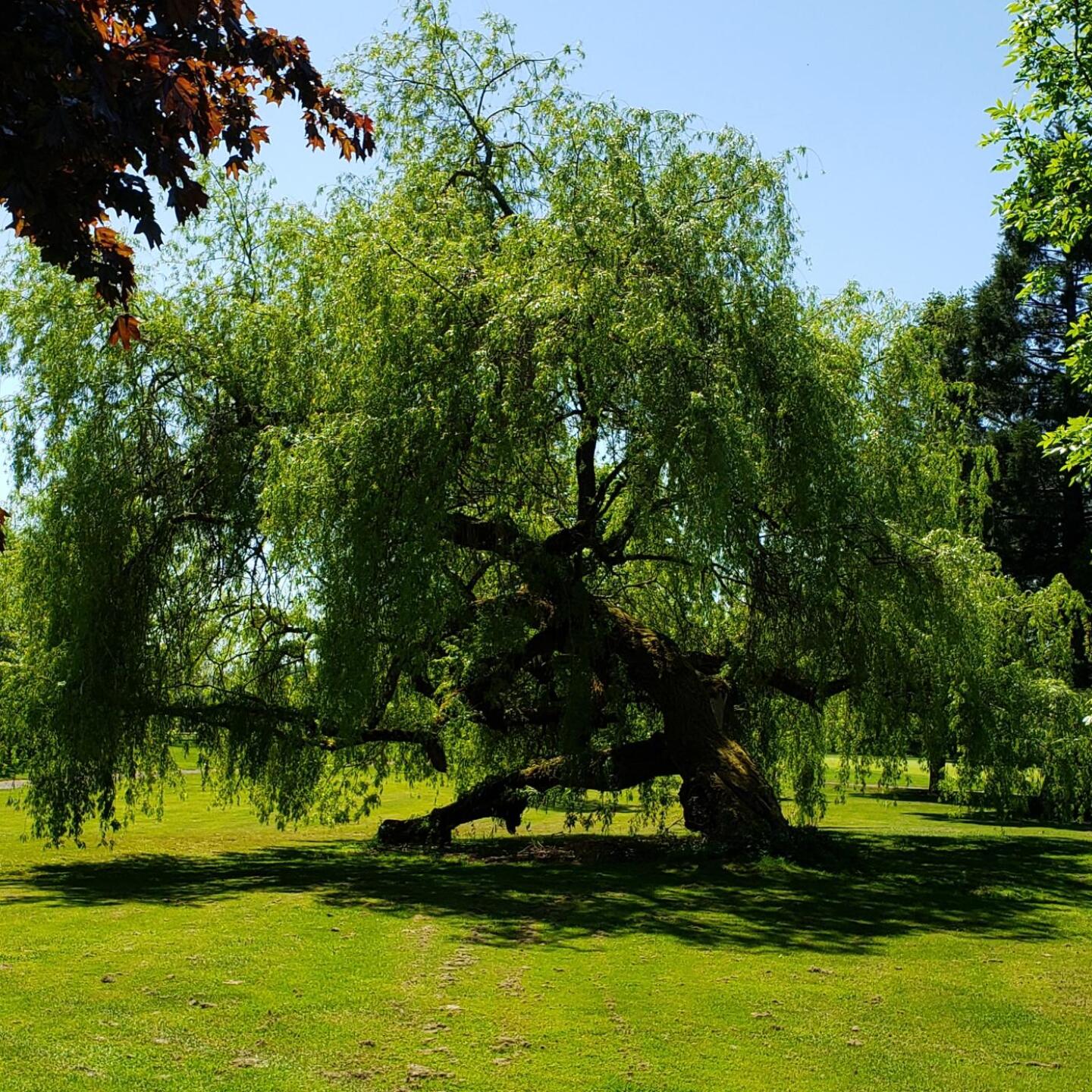 (Photo submitted by sambo3 on 05/12/2019)