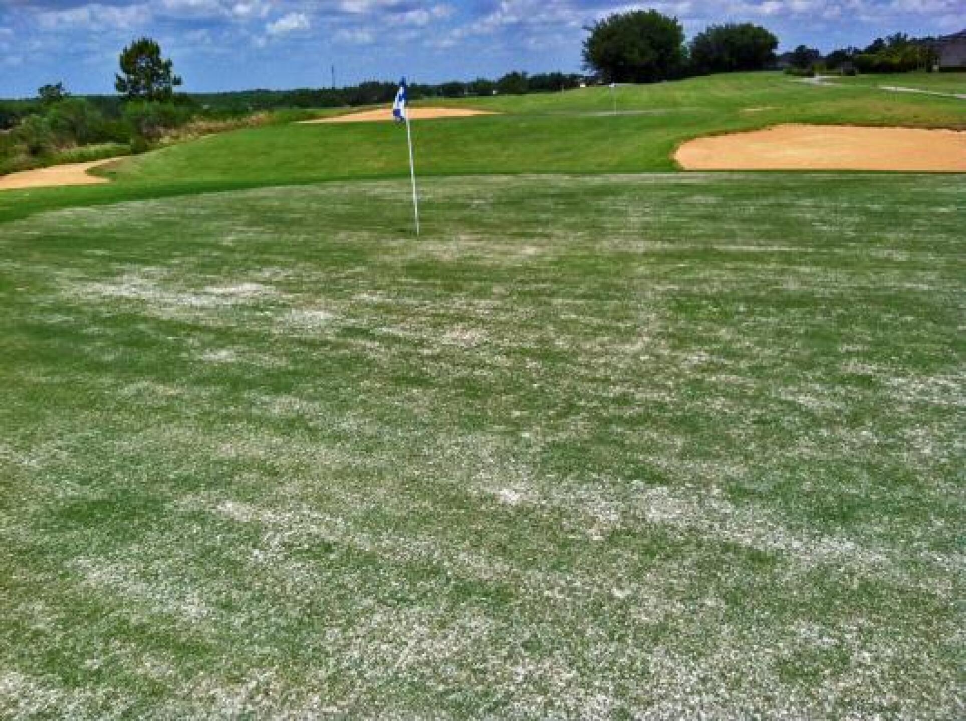 Every green looked similar to this (Photo submitted by u000005038931 on 06/01/2014)