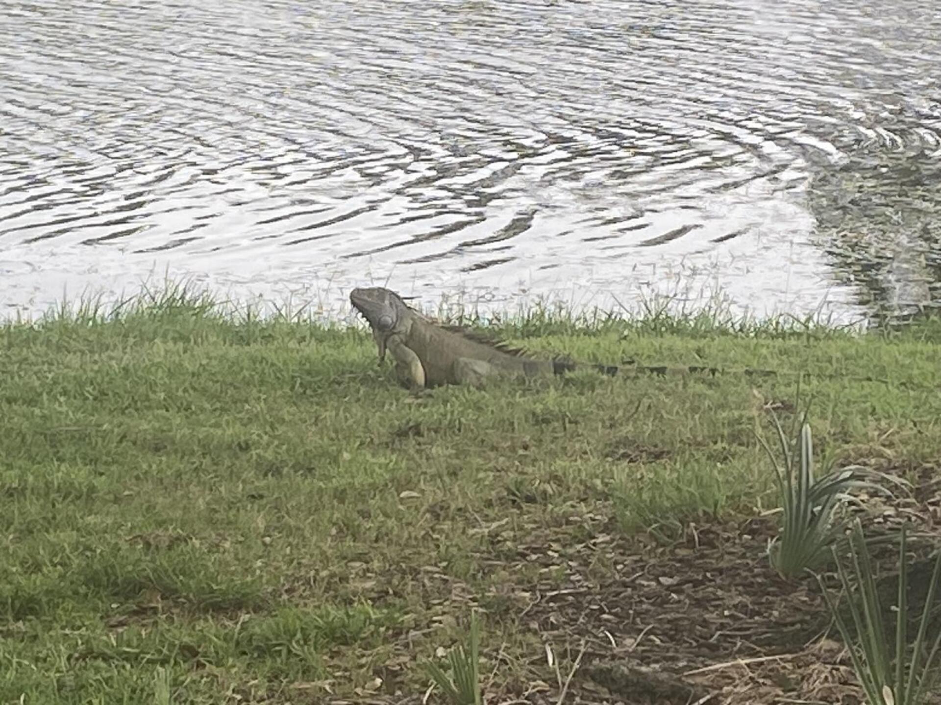 (Photo submitted by henryv3 on 06/04/2023)