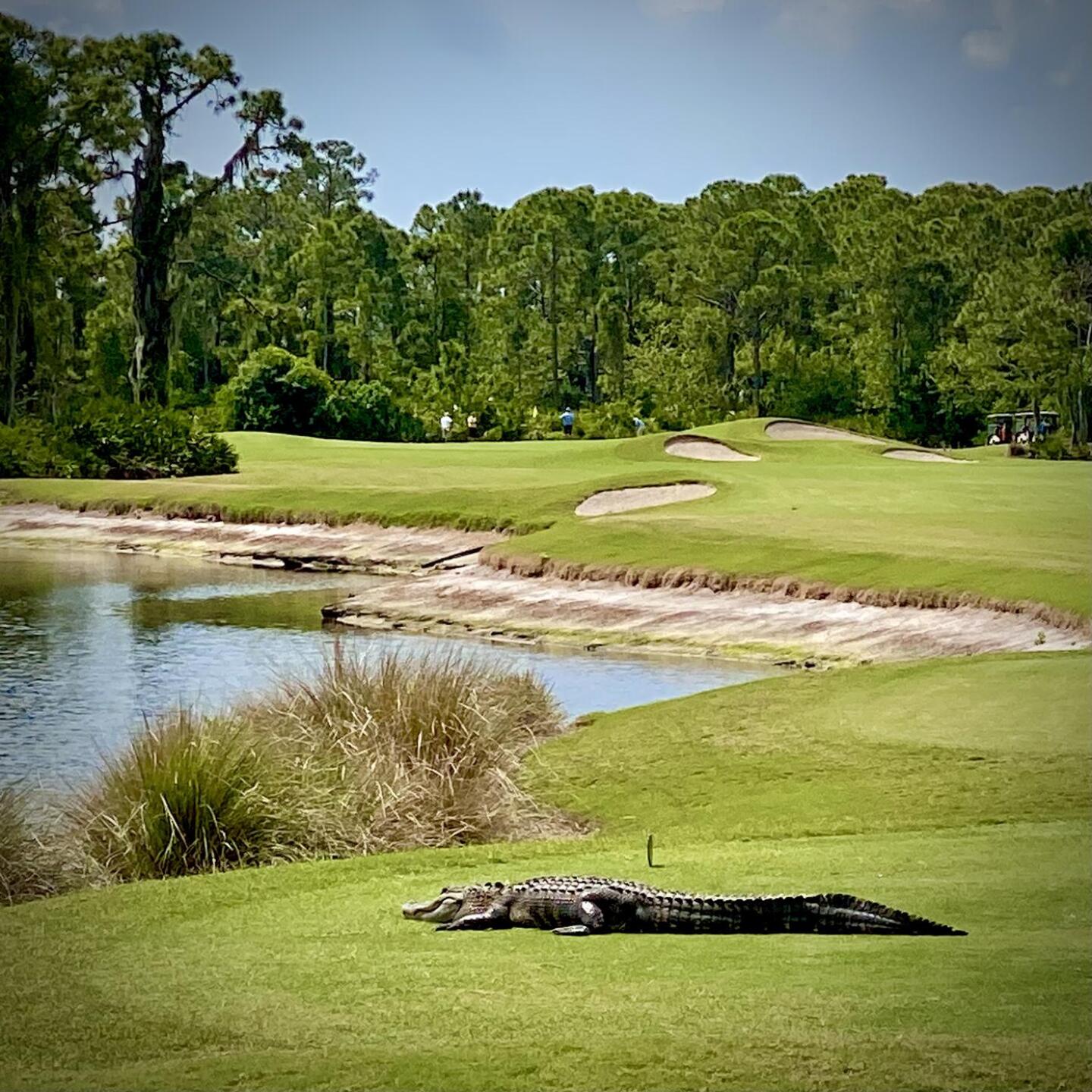 (Photo submitted by robertbruschini on 03/29/2021)