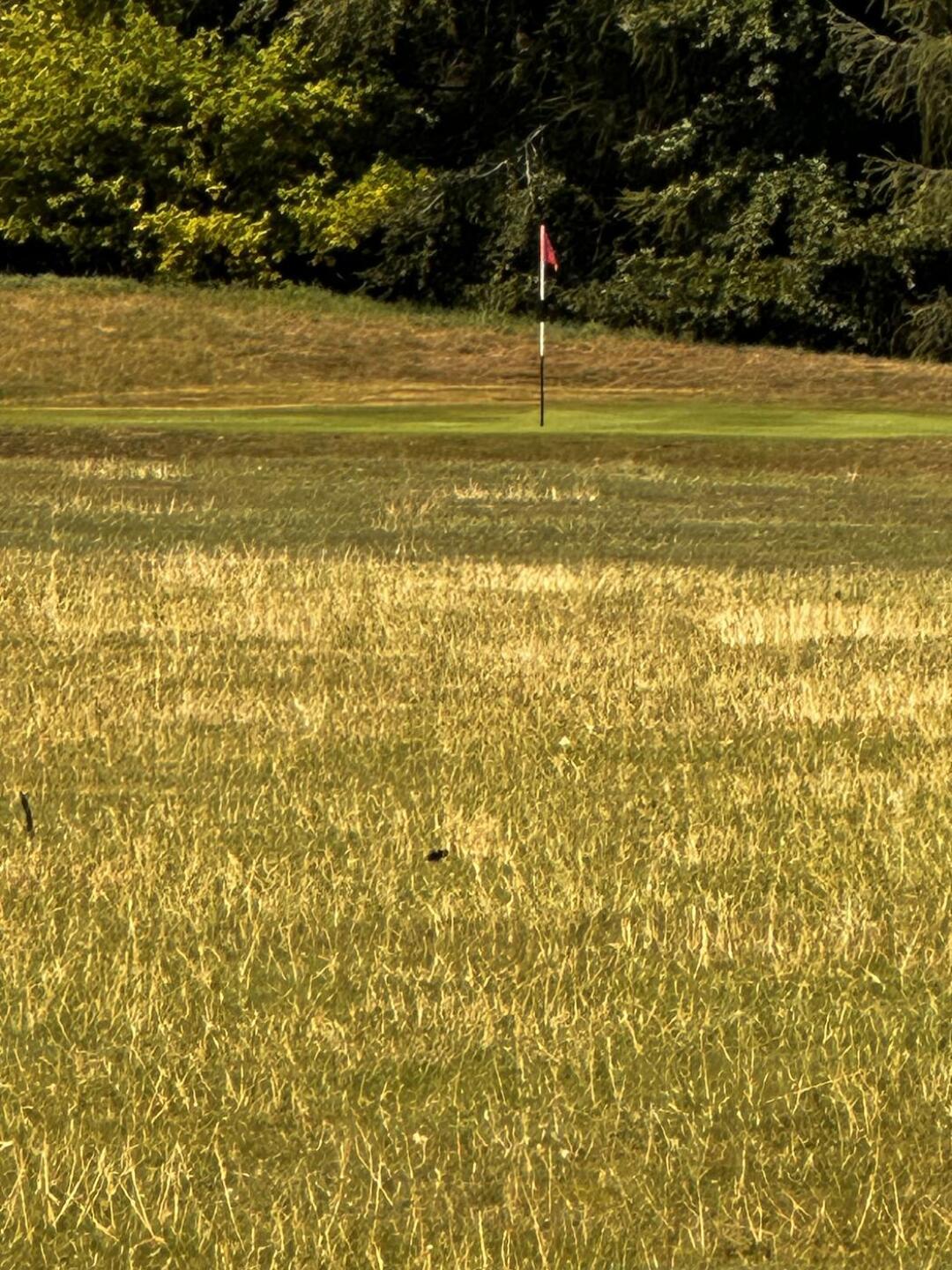 Fairway 13th (Photo submitted by DPBxLk7JqMfFFiI2Jdrg on 07/13/2025)