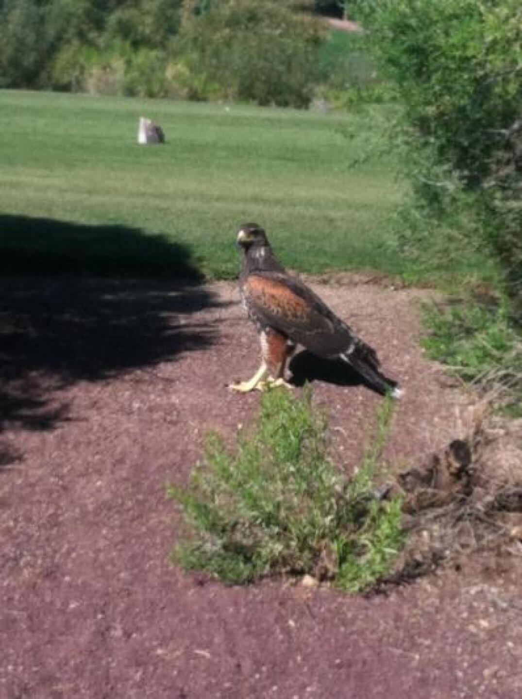 Lots of wildlife (Photo submitted by chesemo69 on 04/08/2013)