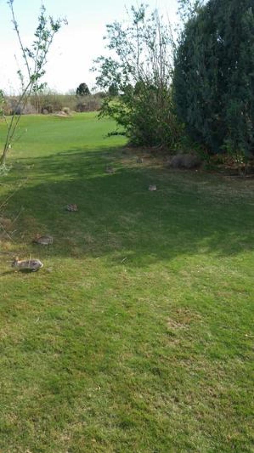 Can you see all 7 Bunnies?? (Photo submitted by TexasDuffer on 04/03/2015)
