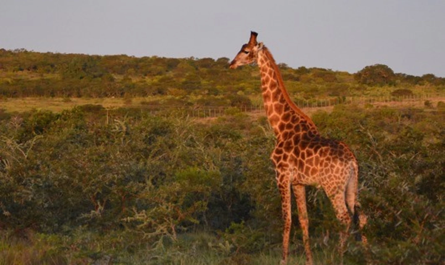 South Africa giraffes