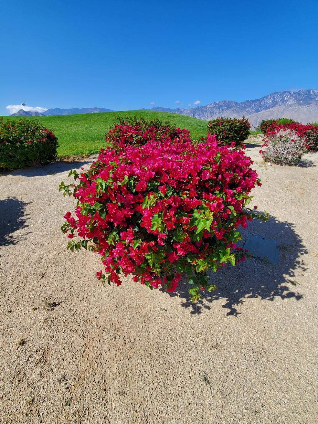 Beauty in the desert. (Photo submitted by Titaniumhen on 10/26/2023)