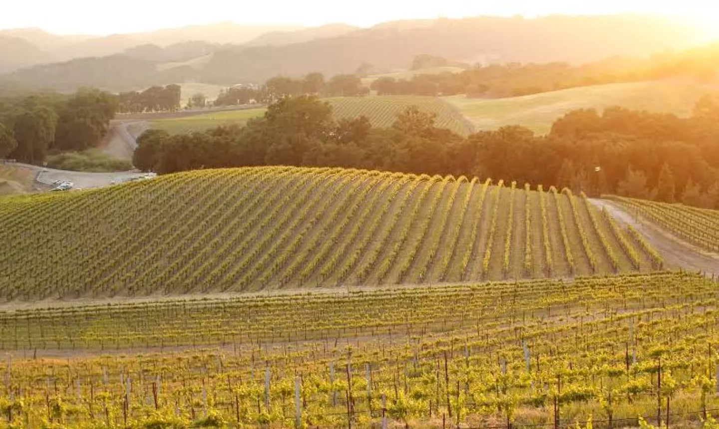 Paso Robles - vineyards