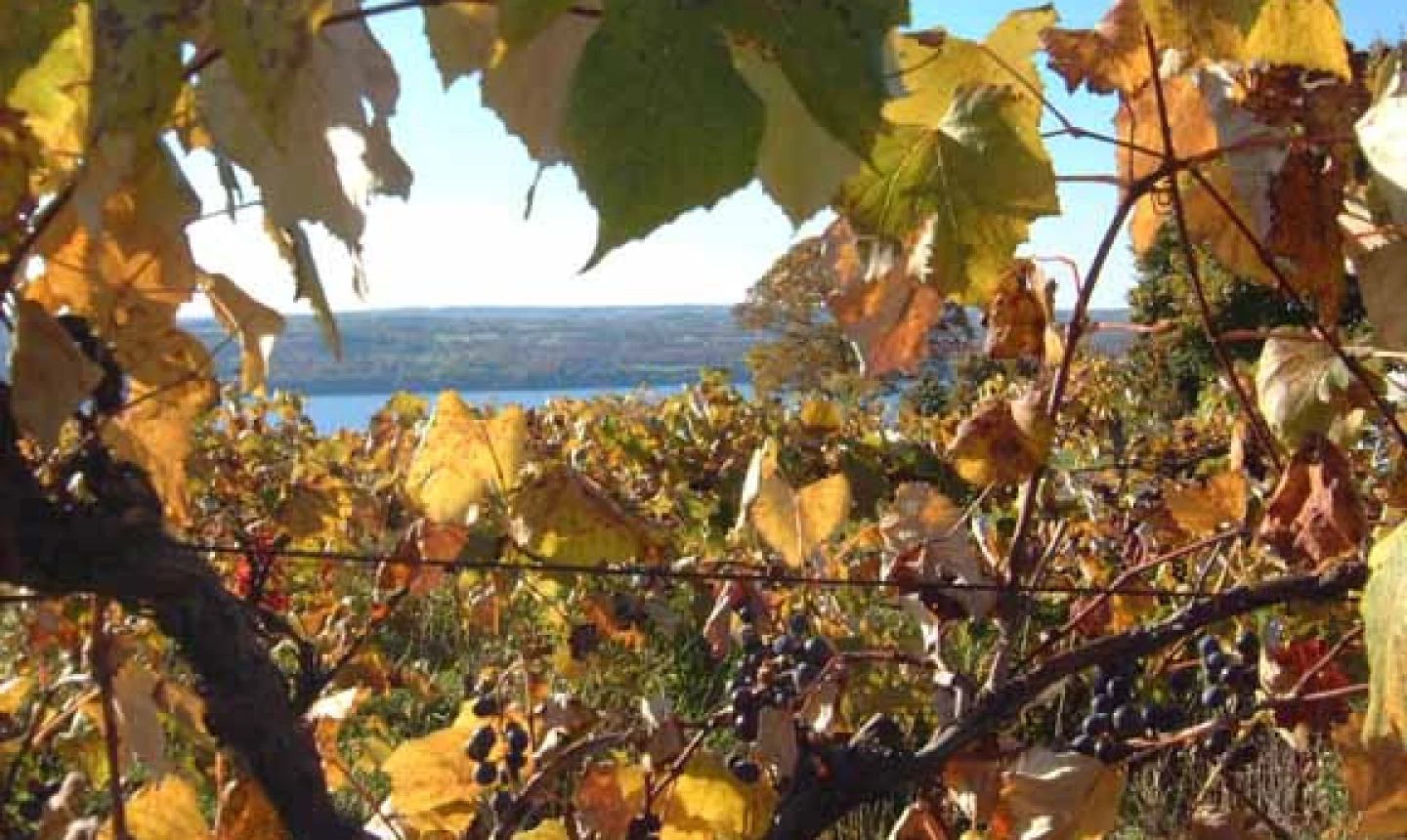 Finger Lakes vineyards