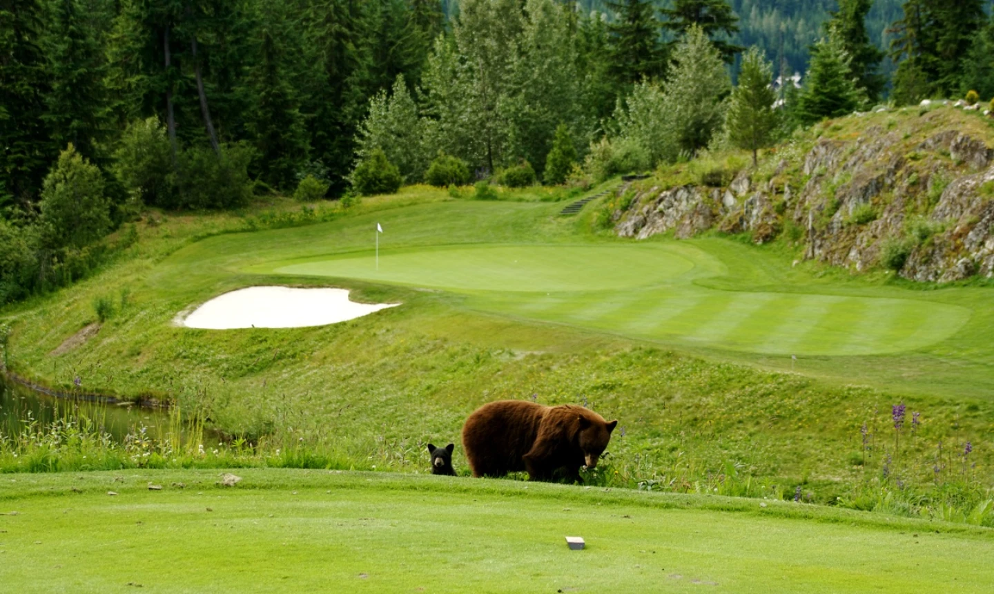 Fairmont Chateau Whistler GC - bear and cub