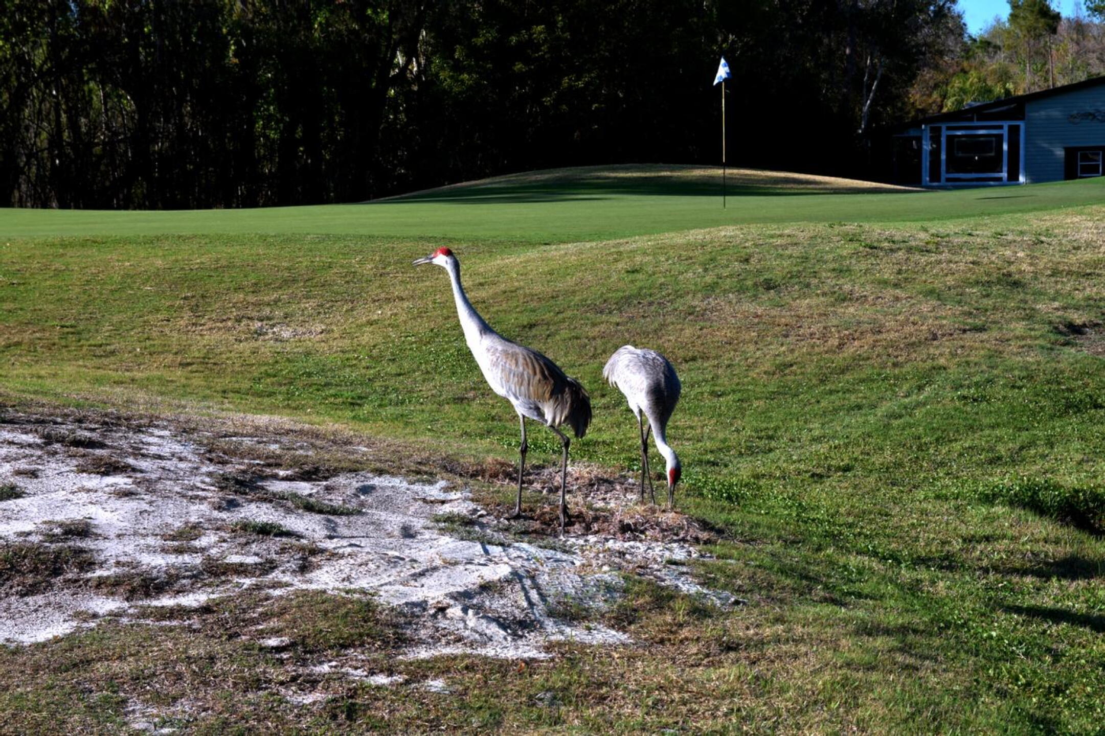 In a recent round here, I came across this pair of sandhill cranes, who appeared to be foraging for food near green fifteen. (Photo submitted by AptlyLinked on 03/14/2026)