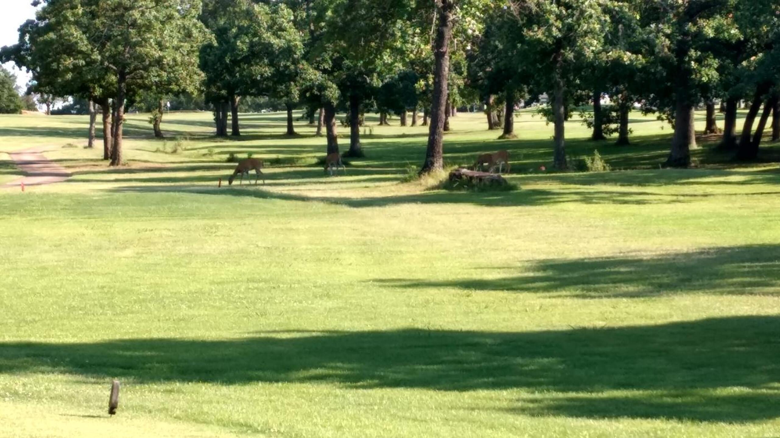 Wildlife on course (Photo submitted by bomebadeeda on 07/04/2017)