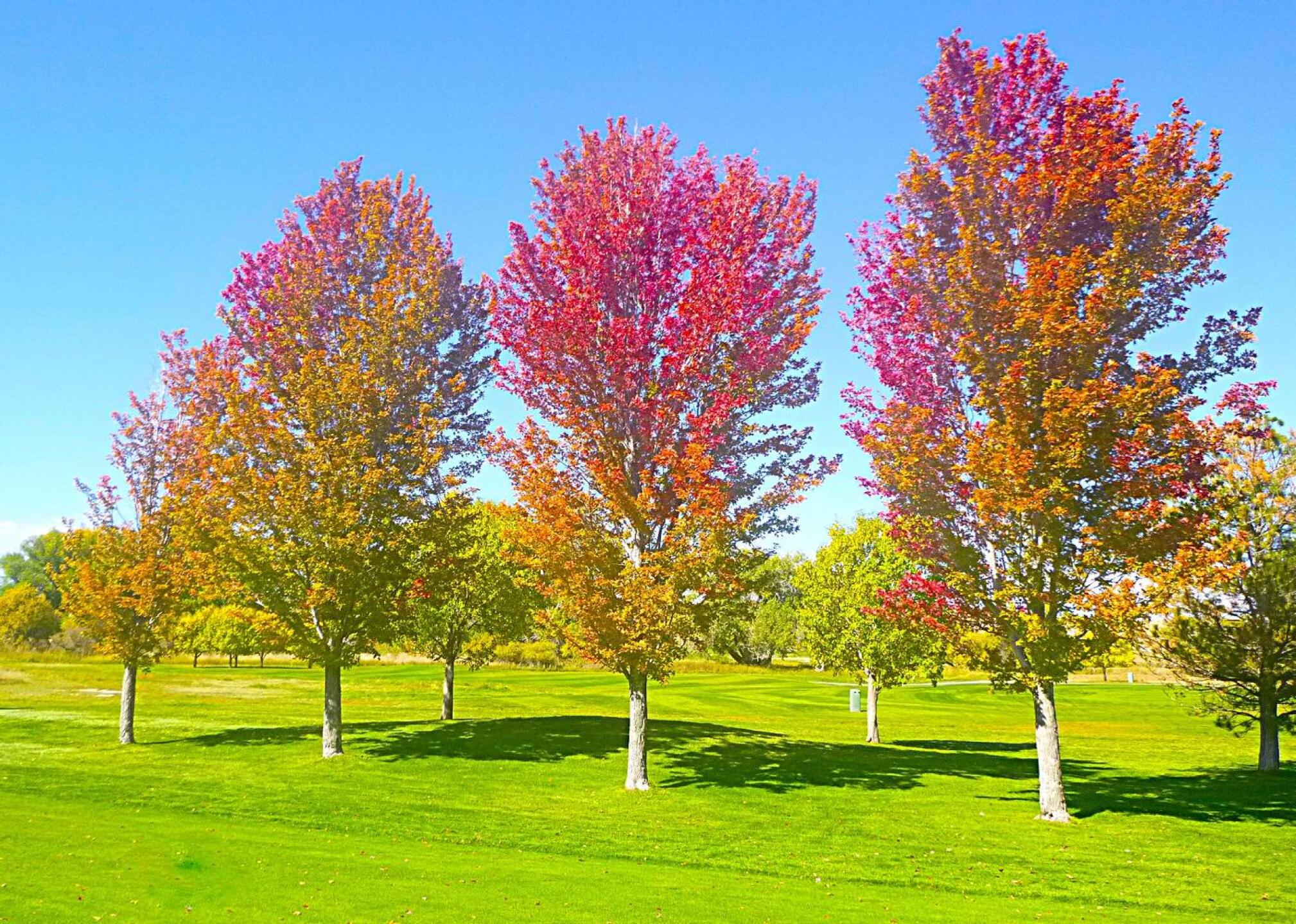 (Photo submitted by DiamondAces on 10/05/2025)