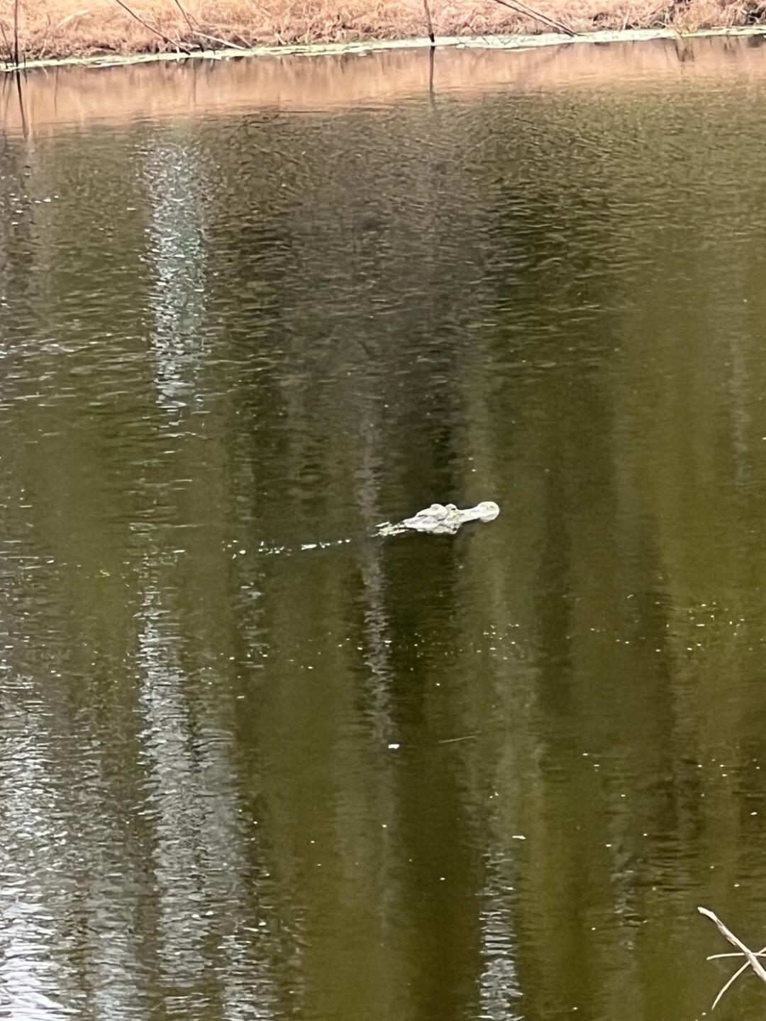 Small gator (Photo submitted by dgreene99 on 10/12/2023)