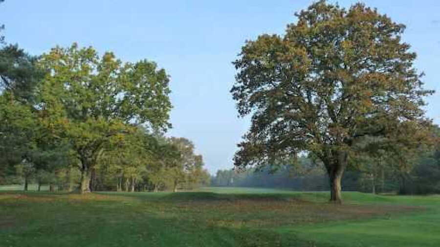 Trees on the course at Thetford