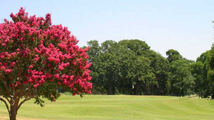 Stevens Park GC: #12