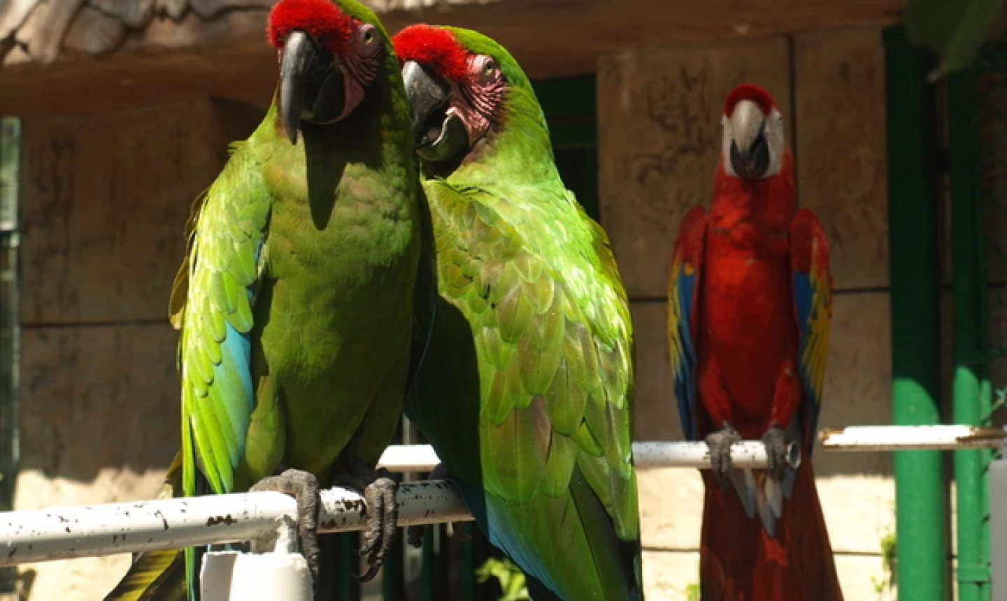 Paradise Village Beach Resort and Spa - Birds