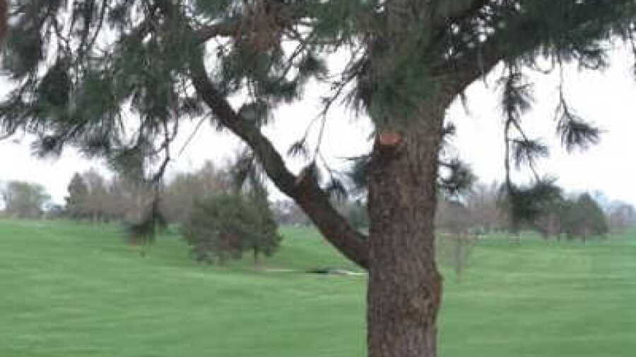 Mahoney GC