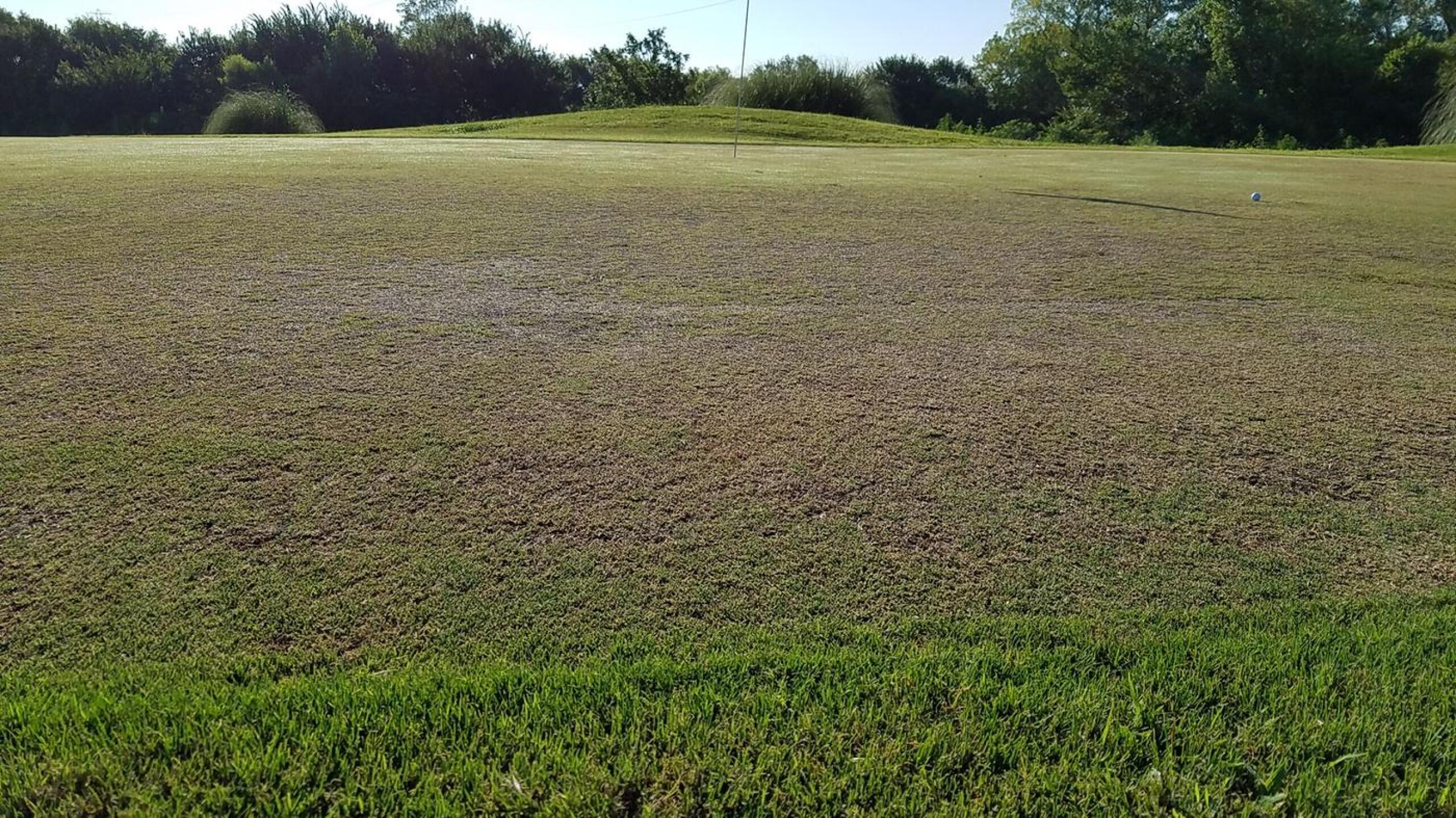 Burnt, bumpy greens (Photo submitted by u619737543 on 07/21/2016)